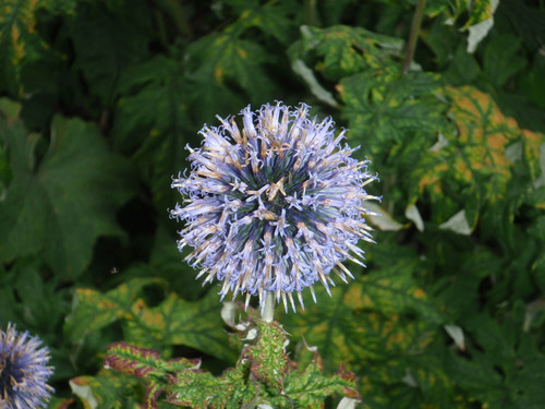 Swedish Flower.